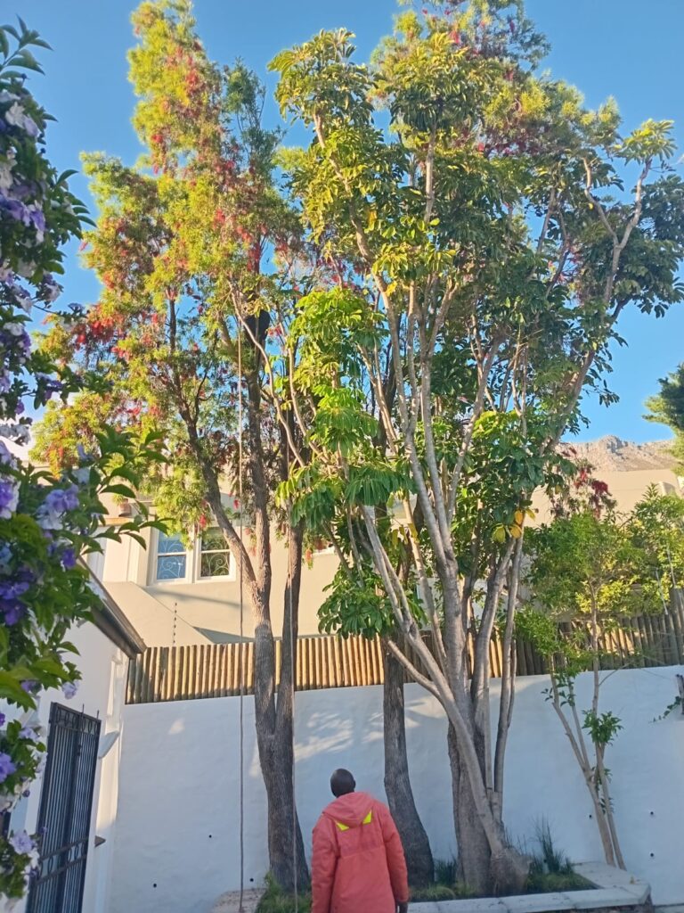 tree felling in hout bay, cape town