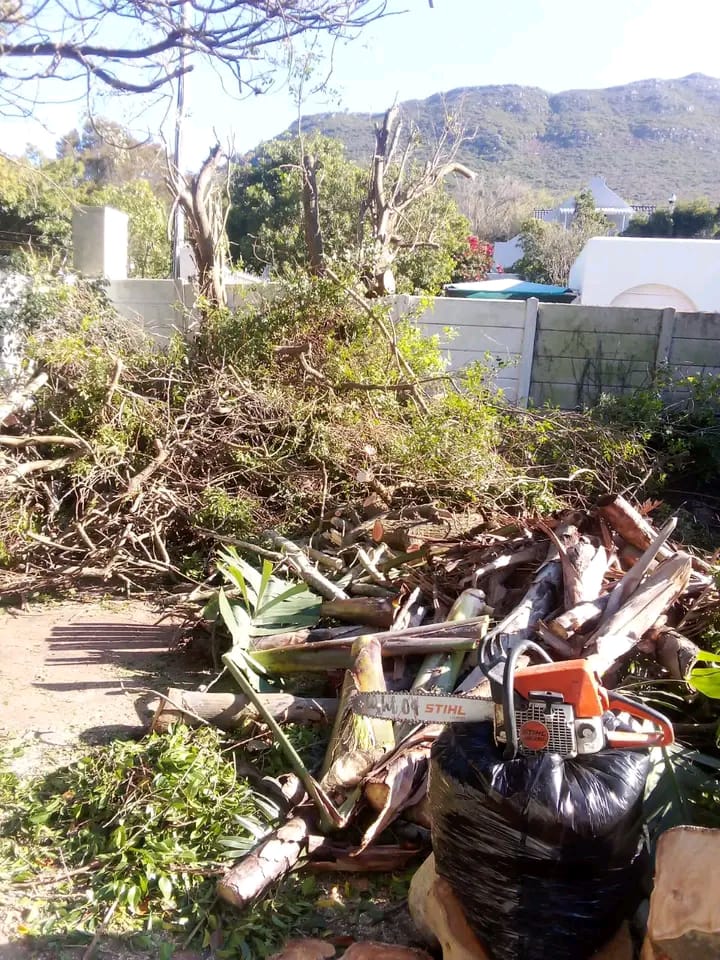 palm tree felling and removal in northshore, cape town