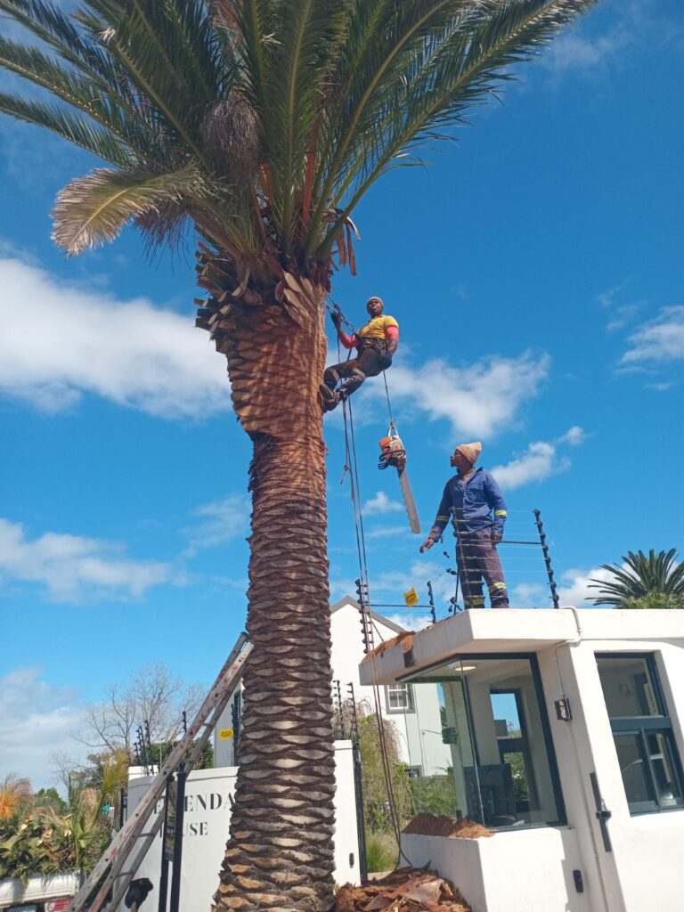 palm tree pruning in atlantic sea board