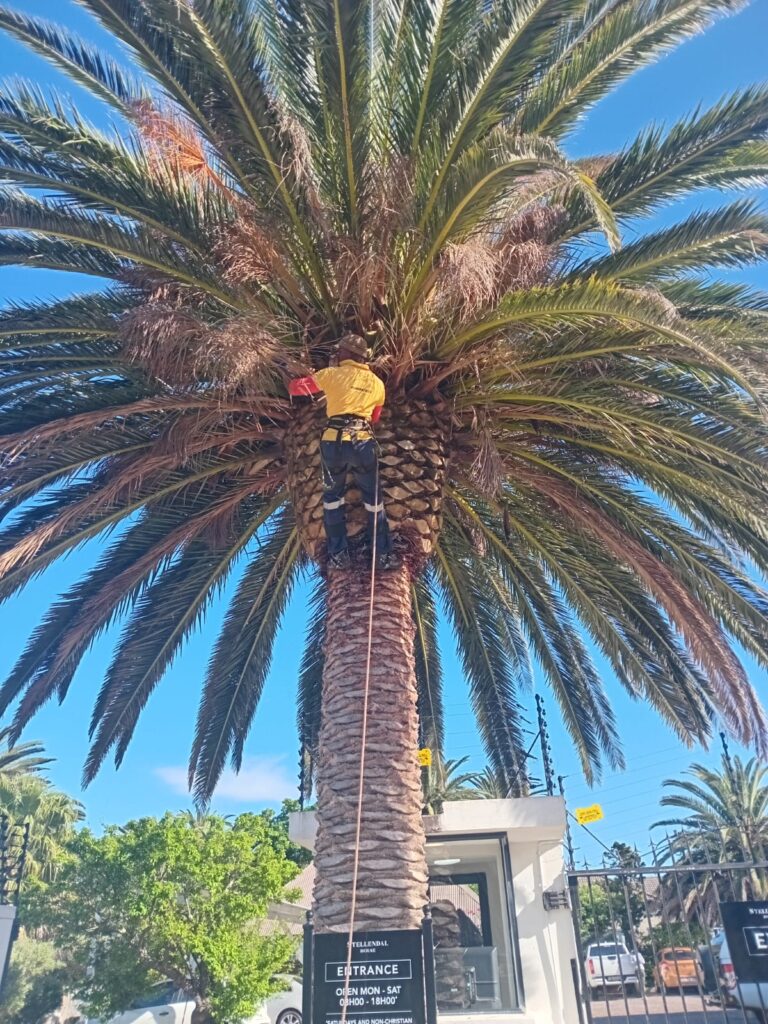 tree pruning in atlantic sea board