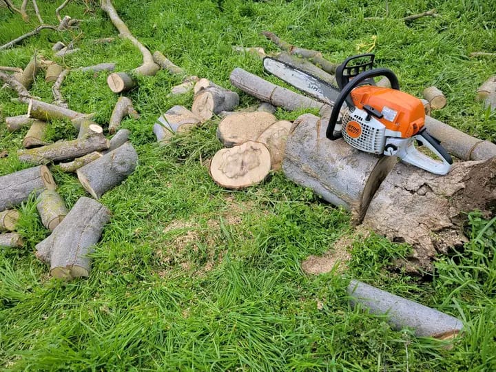 stump grinding in atlantic sea board