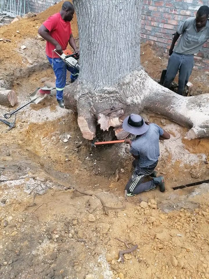 stump removal in Aalantic sea board
