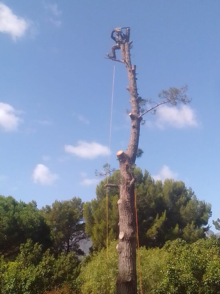 tree pruning in atlantic sea board
