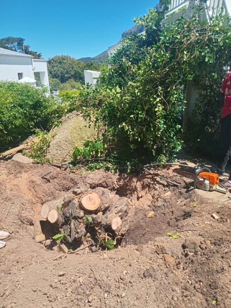 stump removal in tokai and southern suburbs
