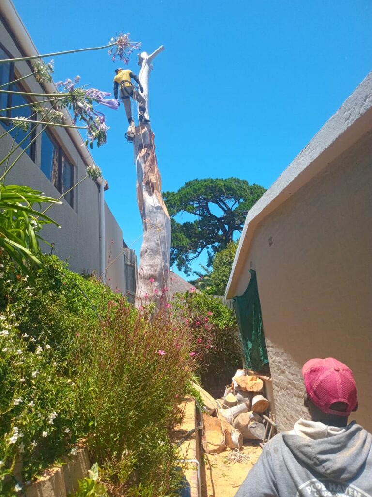 tree pruning and trimming in tokai and southern suburbs