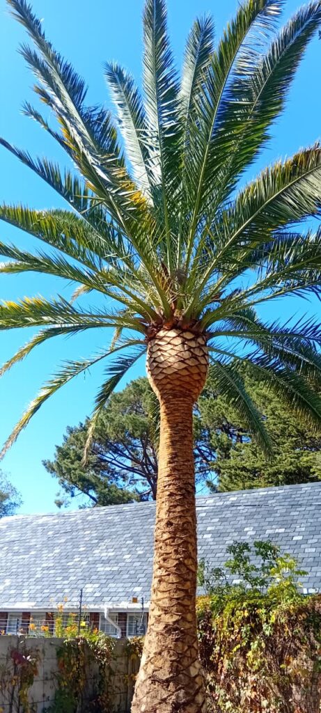 tree pruning in tokai and southern suburbs
