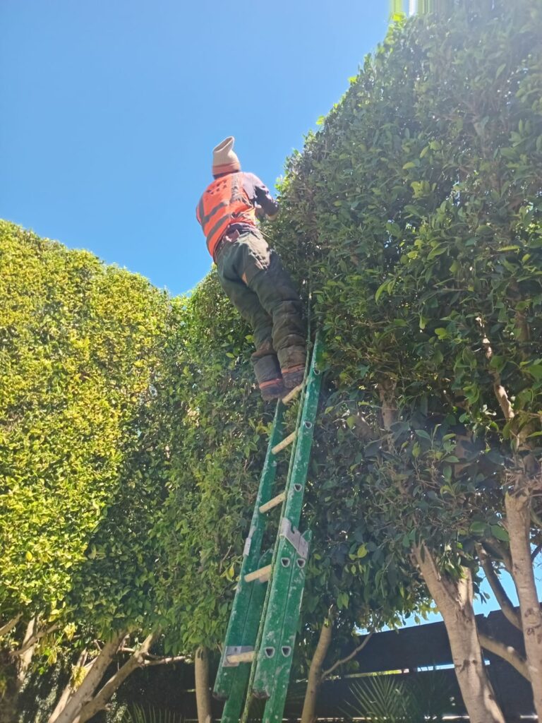 tree pruning cape town